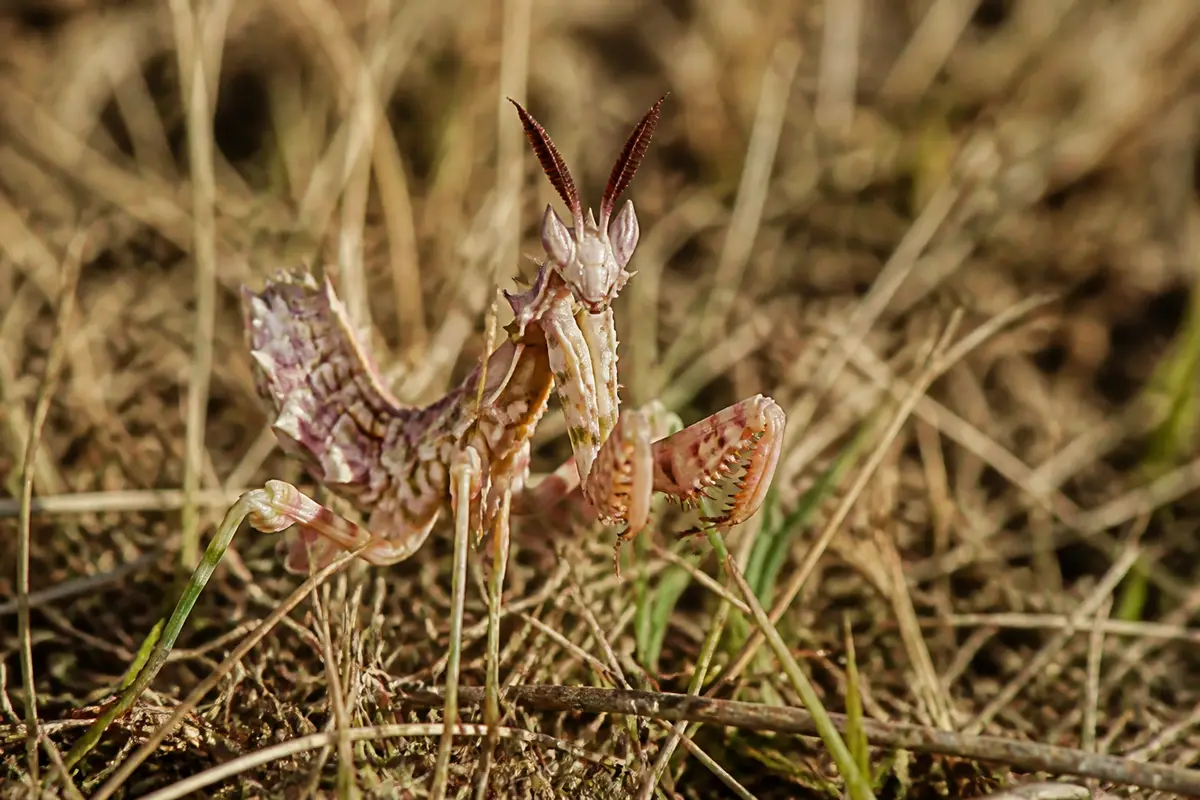 Mante religieuse camouflée sur herbes sèches avec motif de mantis détaillé et coloré