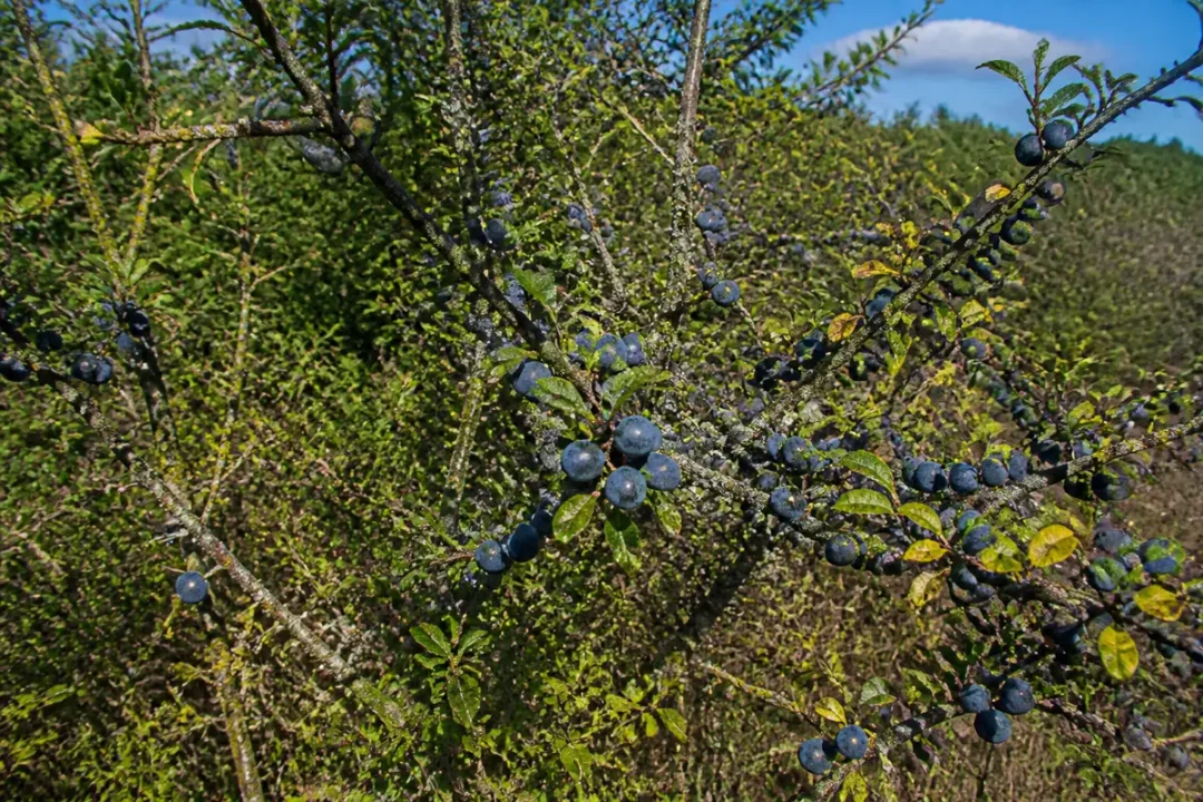 Prunier sauvage avec baies violettes dans un paysage de verdure dense et ciel bleu